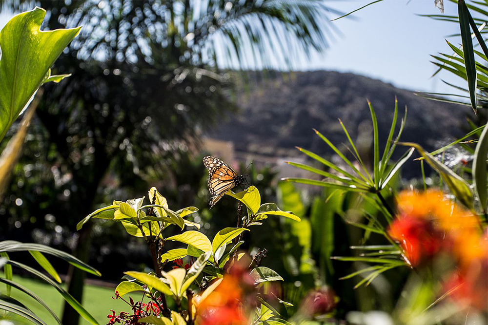 Finca los Deseos Gran Canaria - Terraza de la Cantonera